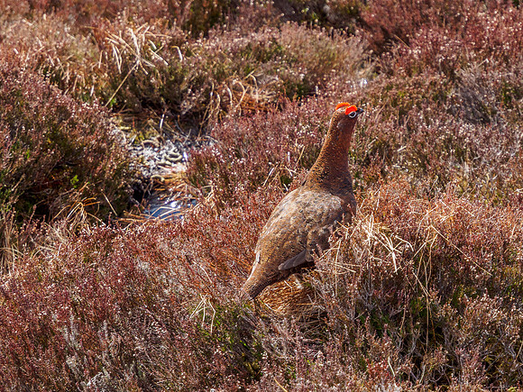 Red Grouse - Glen Kyllachy 3