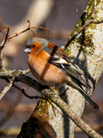 Chaffinch 2