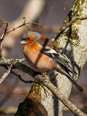 Chaffinch 2