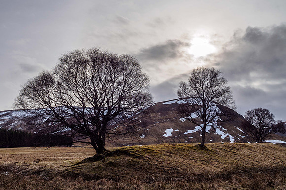 Coignashie Trees 1