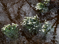 A Drop Too Much Rain 1