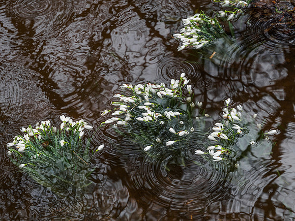 A Drop Too Much Rain 1
