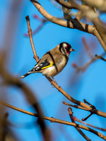 Goldfinch