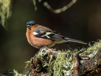 Loch Garten Wild Song Birds