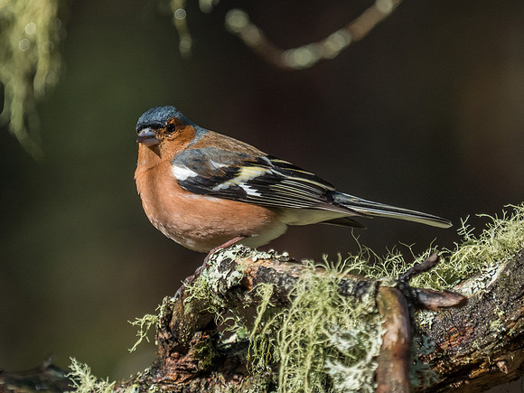 Loch Garten Wild Song Birds