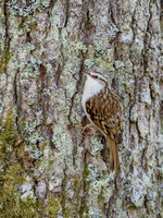 Tree Creeper