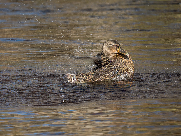Mallards