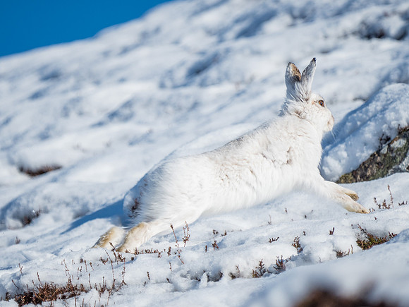 Mountain Hares