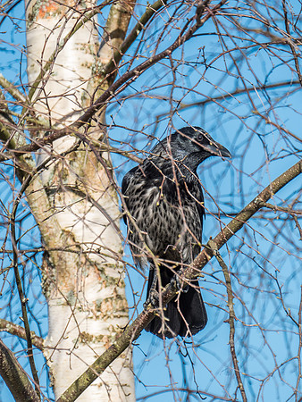 Hooded Crow or not?