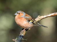 Loch Garten Wild Song Birds