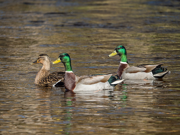 Mallards