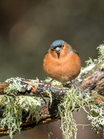 Loch Garten Wild Song Birds