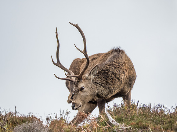 Glen Cannich Stags