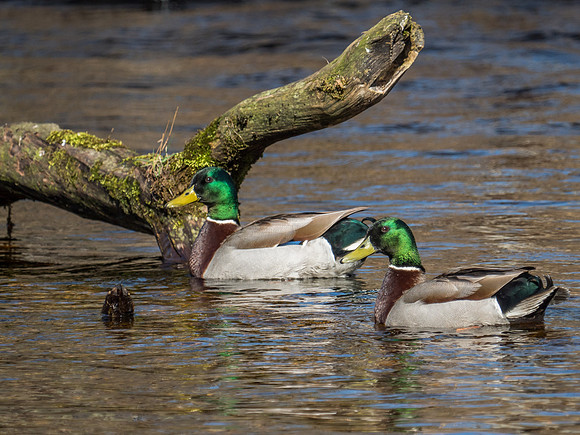 Mallards