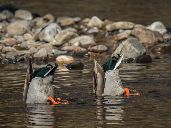 Mallards
