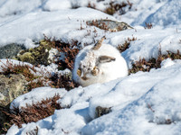 Mountain Hares