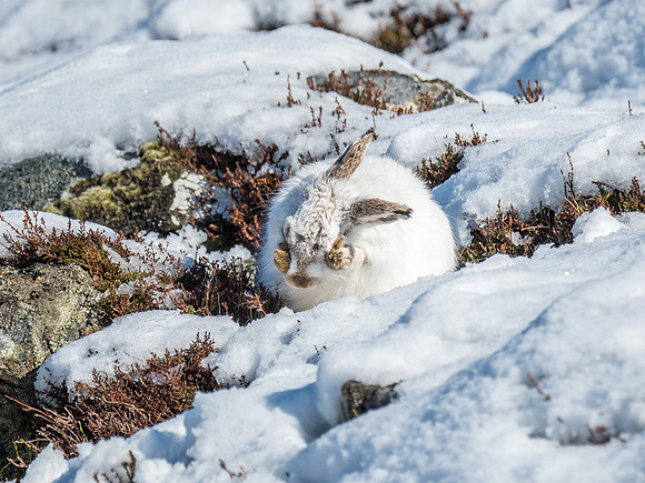 Mountain Hares