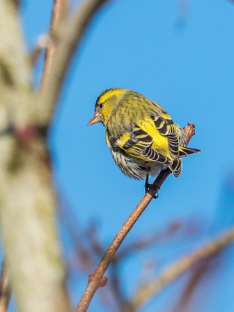 Siskin