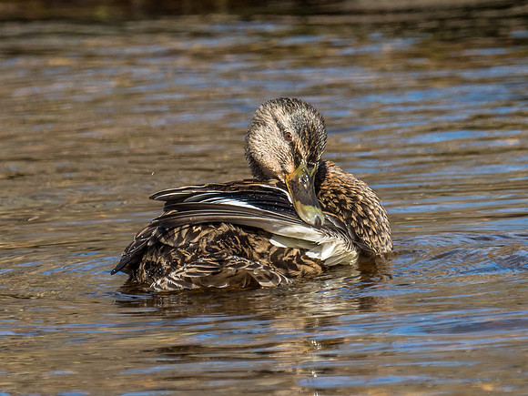 Mallards