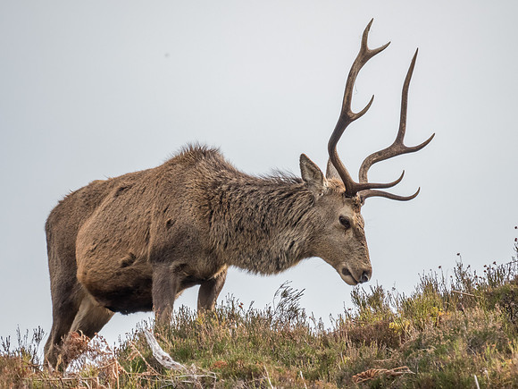 Glen Cannich Stags