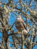 Common Buzzard
