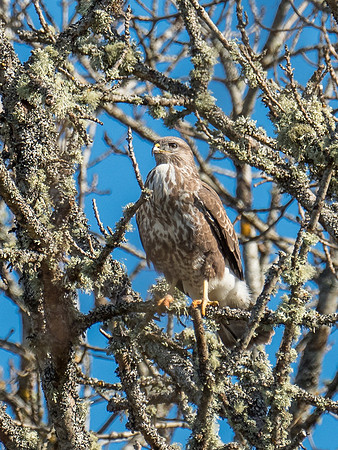 Common Buzzard
