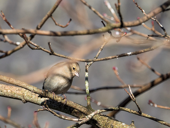 Chaffinch