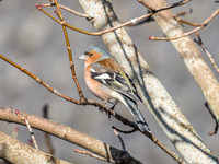 Chaffinch