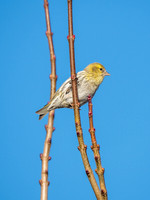 Siskin