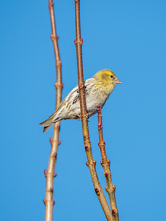 Siskin