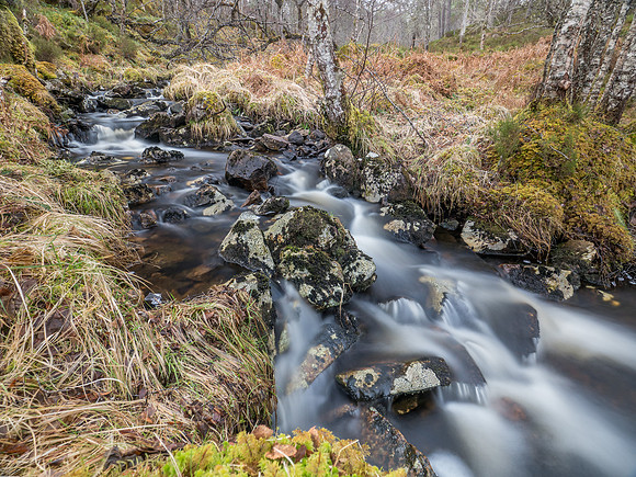 Woodland Stream
