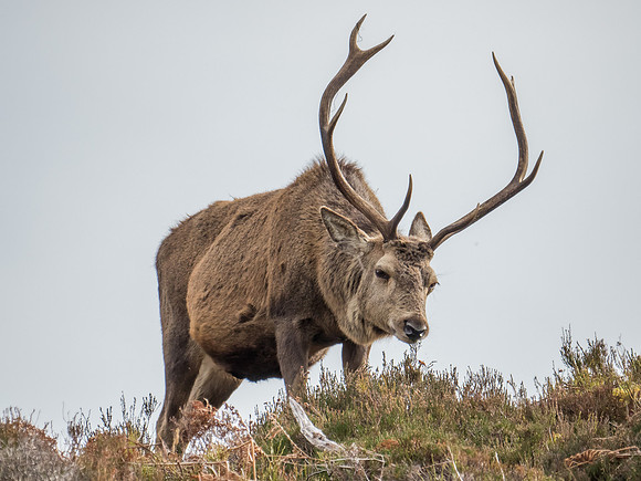 Glen Cannich Stags