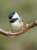 Loch Garten Wild Song Birds