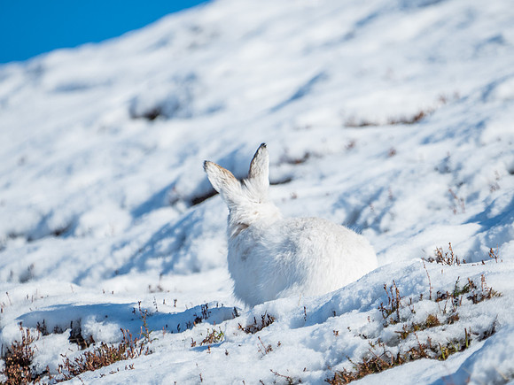 Mountain Hares