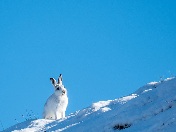 Mountain Hares