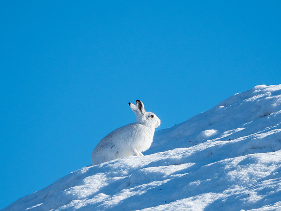 Mountain Hares
