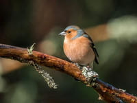 Loch Garten Wild Song Birds