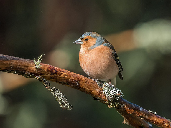 Loch Garten Wild Song Birds