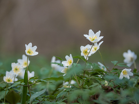 Woodland Anemones​