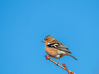 Chaffinch
