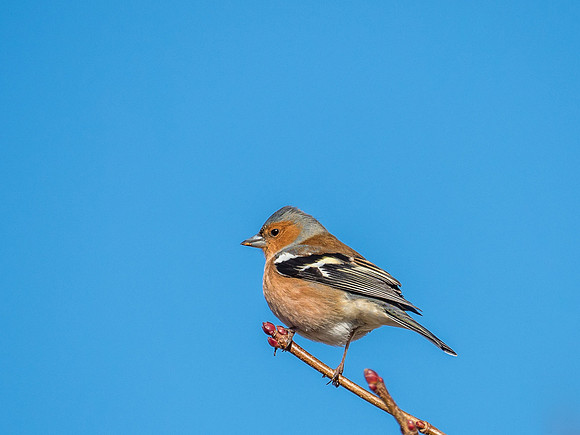 Chaffinch