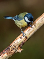 Loch Garten Wild Song Birds