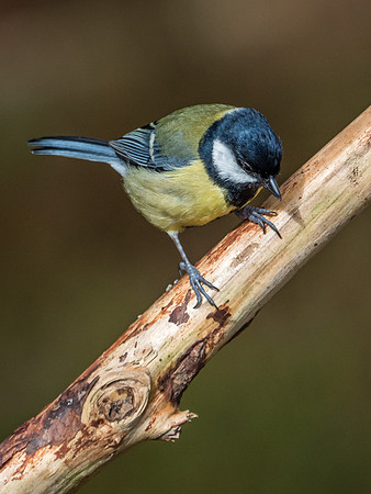 Loch Garten Wild Song Birds
