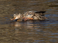 Mallards