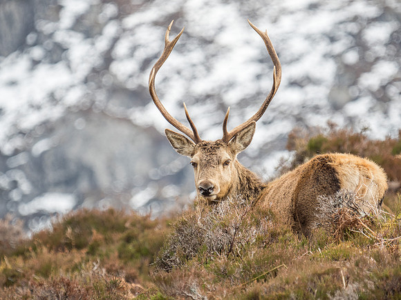 Glen Cannich Stags