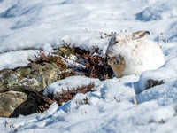 Mountain Hares