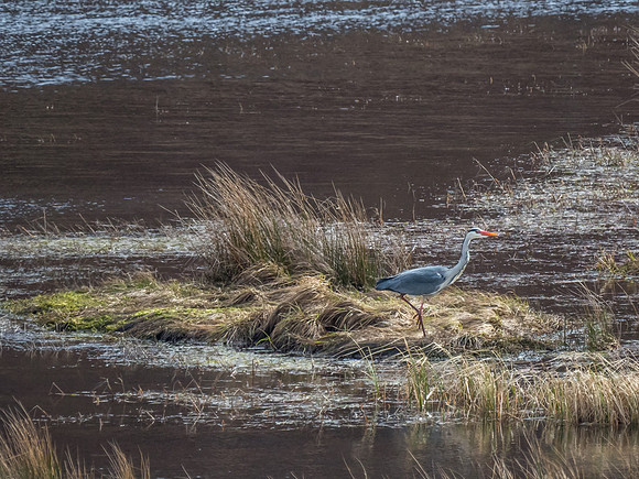 Grey Heron