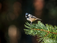 Loch Garten Wild Song Birds