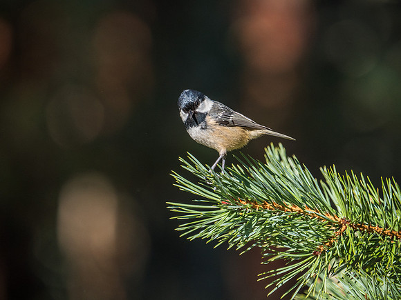 Loch Garten Wild Song Birds