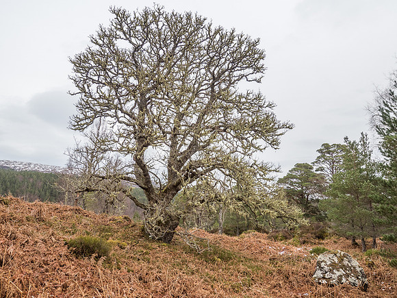 Glen Affric Trees